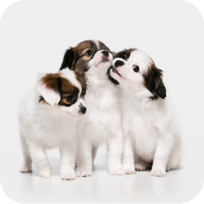 Pet Care