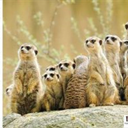 Meerkat Family 1000 Piece Puzzle