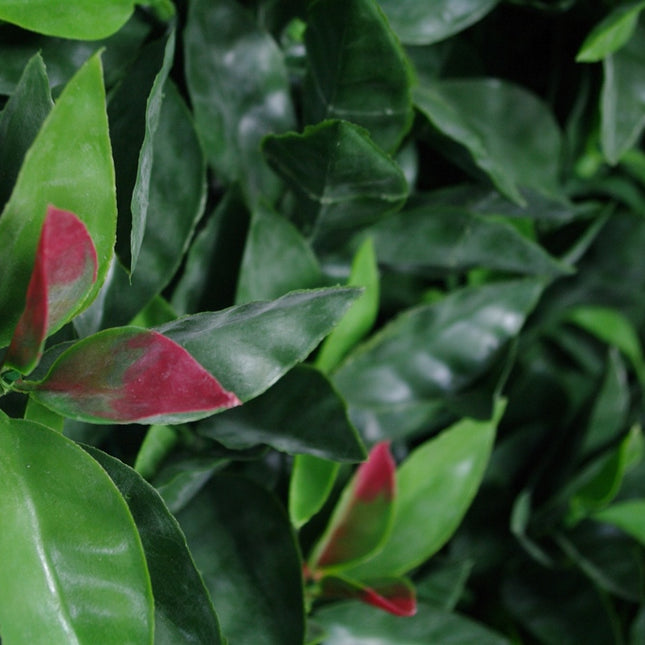Photinia (Red Robin) Leaf Screens / Panels UV Stabilised 1m X 1m