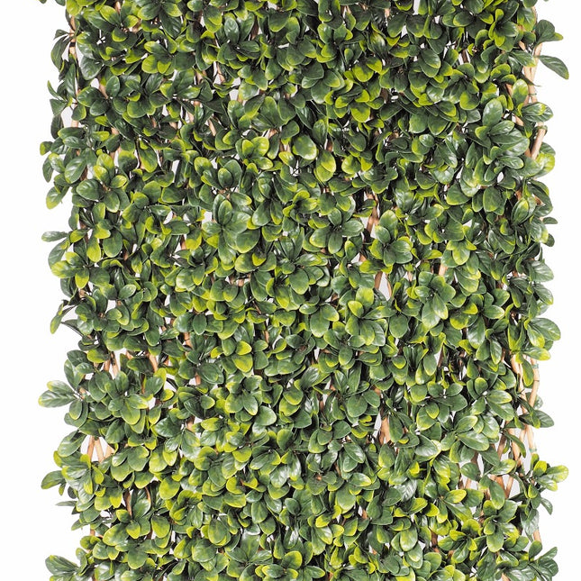Laurel Hedge Extendable Light Timber Trellis / Screen 2 Meter By 1 Meter UV Stabilised