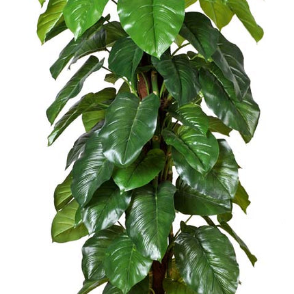 Money Plant (Aureus) 185cm