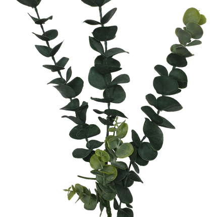 5 Pack - Long Eucalyptus Stem 77 cm