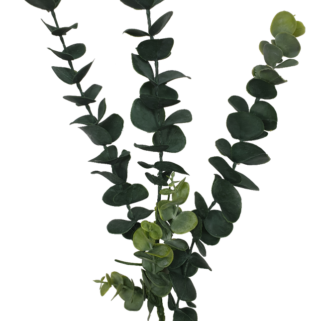 5 Pack - Long Eucalyptus Stem 77 cm