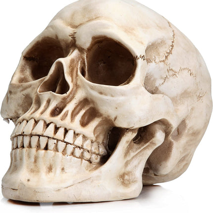 1:1 Replica Realistic Human Adult Skull Head Bone Model