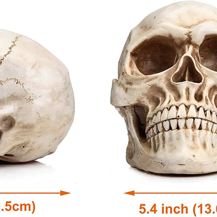 1:1 Replica Realistic Human Adult Skull Head Bone Model