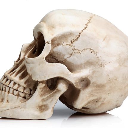 1:1 Replica Realistic Human Adult Skull Head Bone Model