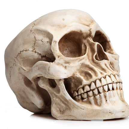 1:1 Replica Realistic Human Adult Skull Head Bone Model