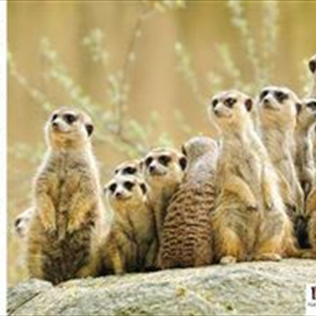 Meerkat Family 1000 Piece Puzzle