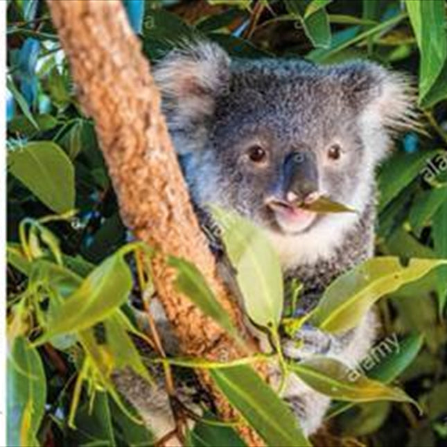 Koala Australia - Mindbogglers 1000 Piece Puzzle