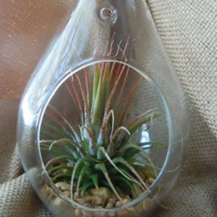 4 Pack of Hanging Clear Glass Tealight Candle Holder Tear Drop Pear Hour Glass Shape - 20cm High Terrarium Plant Mini Garden Holder D�cor Craft Gift