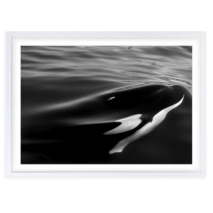 Wall Art's Monochrome Orca Large 105cm x 81cm Framed A1 Art Print