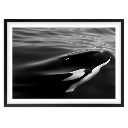 Wall Art's Monochrome Orca Large 105cm x 81cm Framed A1 Art Print