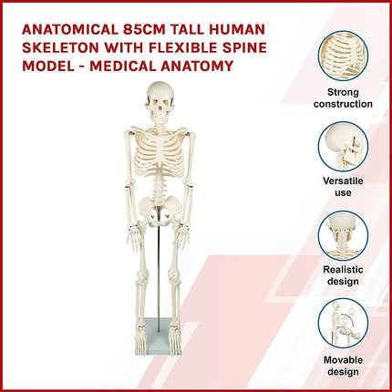 Anatomical 85cm Tall Human Skeleton with Flexible Spine Model - Medical Anatomy