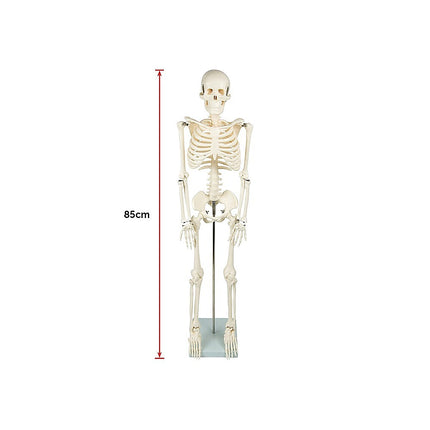 Anatomical 85cm Tall Human Skeleton with Flexible Spine Model - Medical Anatomy