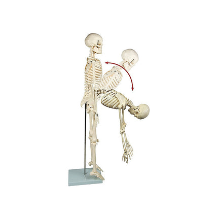 Anatomical 85cm Tall Human Skeleton with Flexible Spine Model - Medical Anatomy