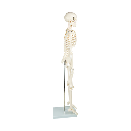 Anatomical 85cm Tall Human Skeleton with Flexible Spine Model - Medical Anatomy