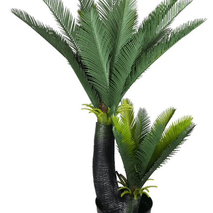 Multi Trunk Sago Cycad 130cm