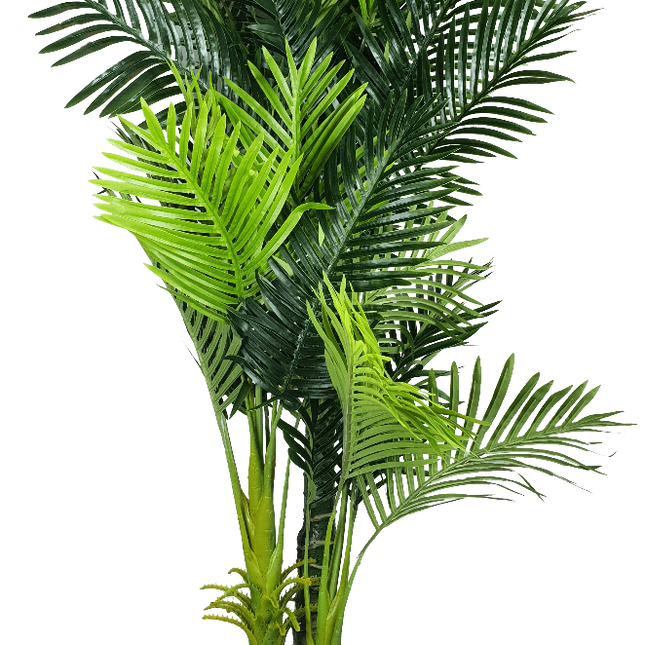 Multi Trunk Hawaii Palm 180cm