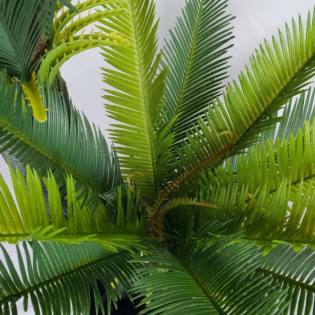 Multi Trunk Sago Cycad 130cm
